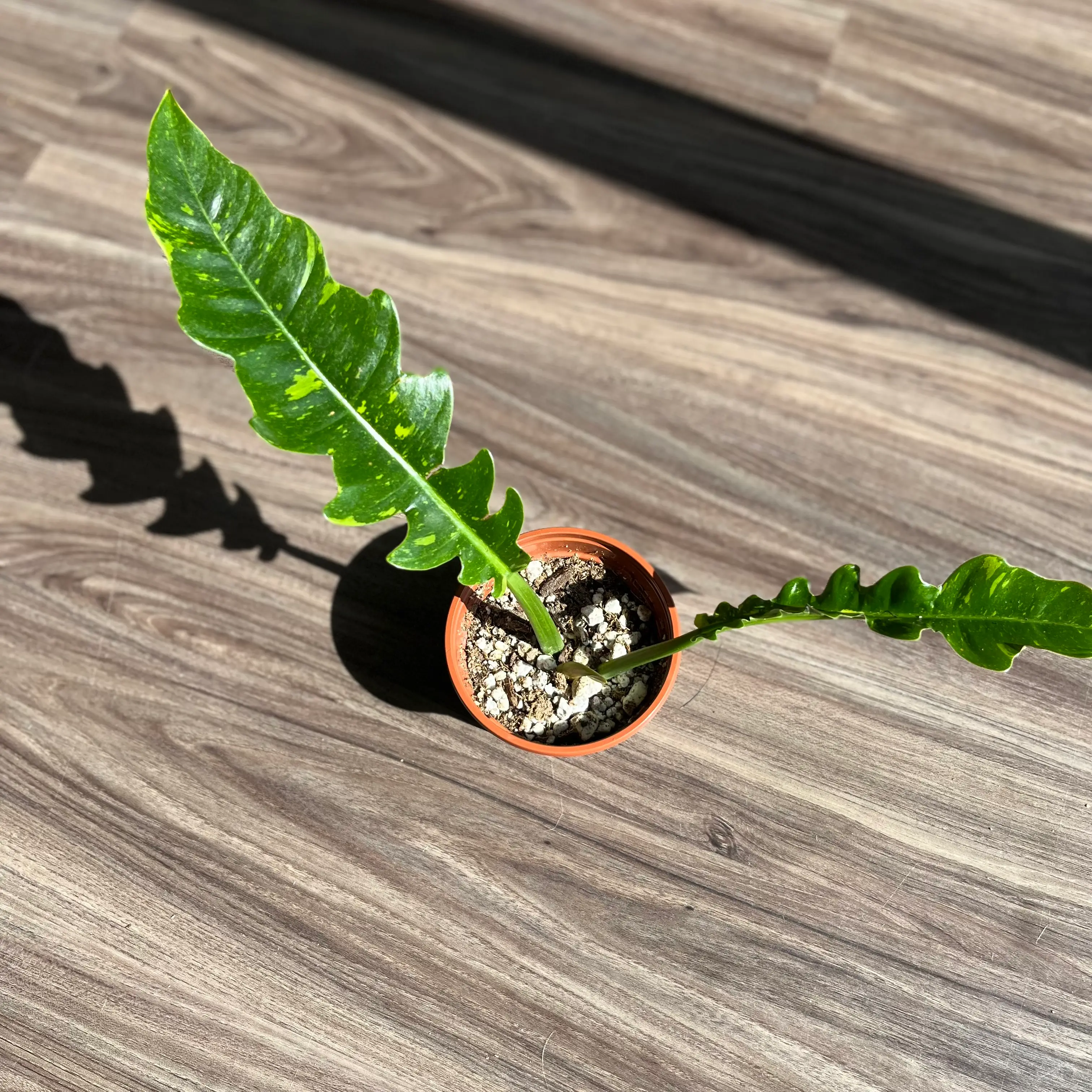 Philodendron 'Ring of Fire' plant in a small pot with two serrated leaves.