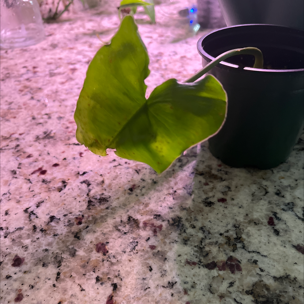 A Burle Marx plant with a single leaf showing yellowing and browning edges in a small pot on a speckled countertop.