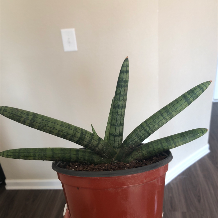 Photo of the plant species Starfish Snake Plant by @Dezibynature named Snape on Greg, the plant care app