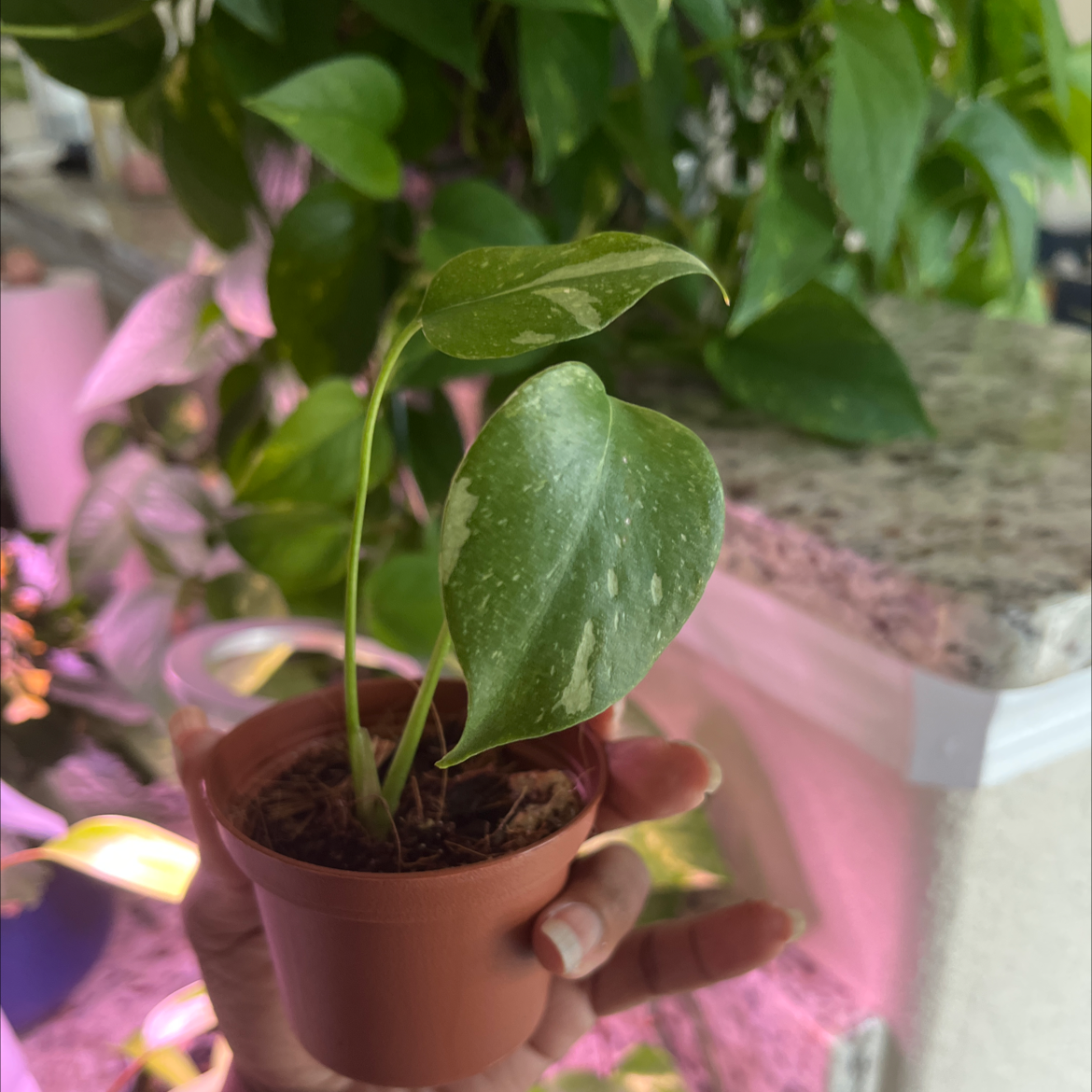 A small potted Thai Constellation Monstera plant with variegated leaves held by a hand.