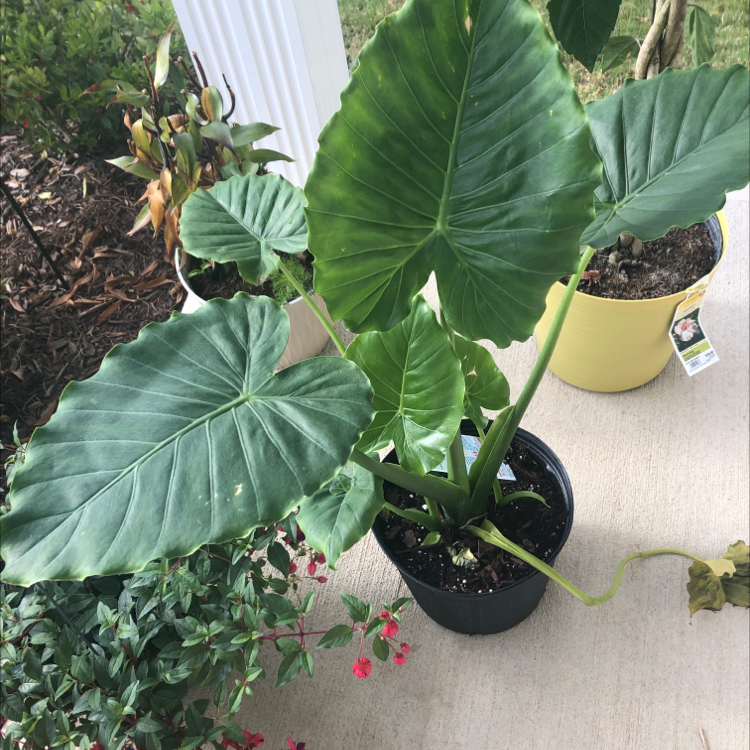 Alocasia gagaena 'California' plant with large green leaves in a pot.