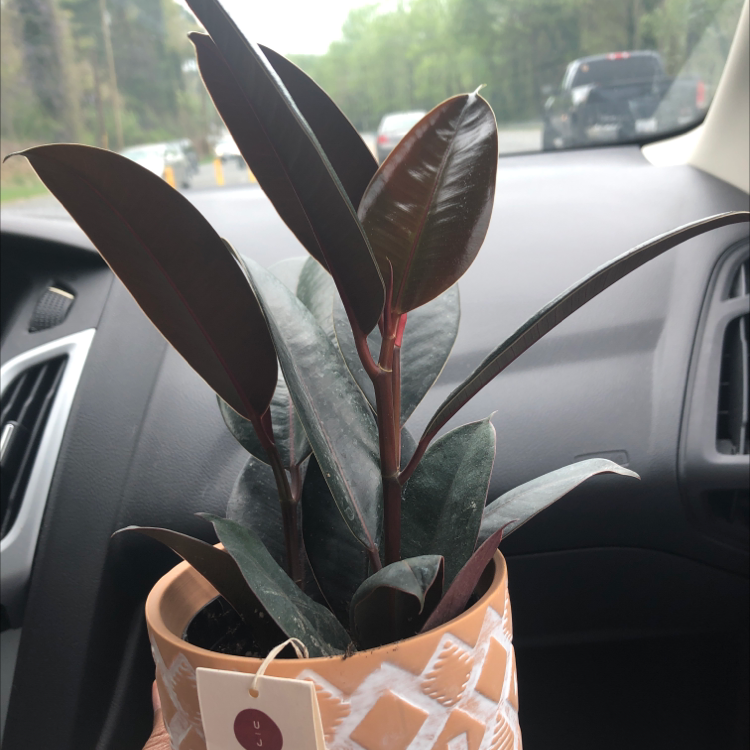 Burgundy Rubber Tree in a decorative pot inside a car, with dark, glossy leaves.