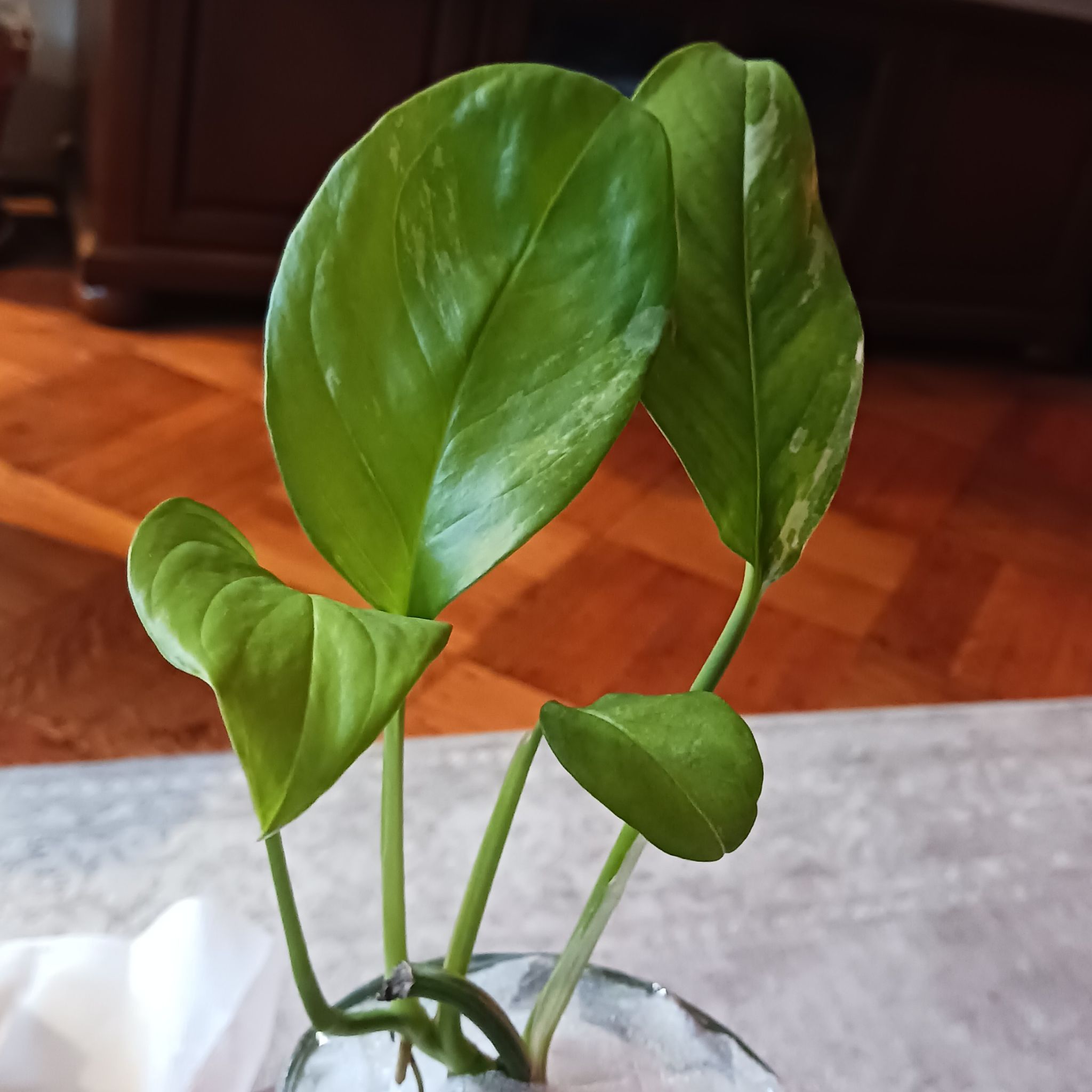 Monstera lechleriana plant with healthy green leaves, well-framed and centered.