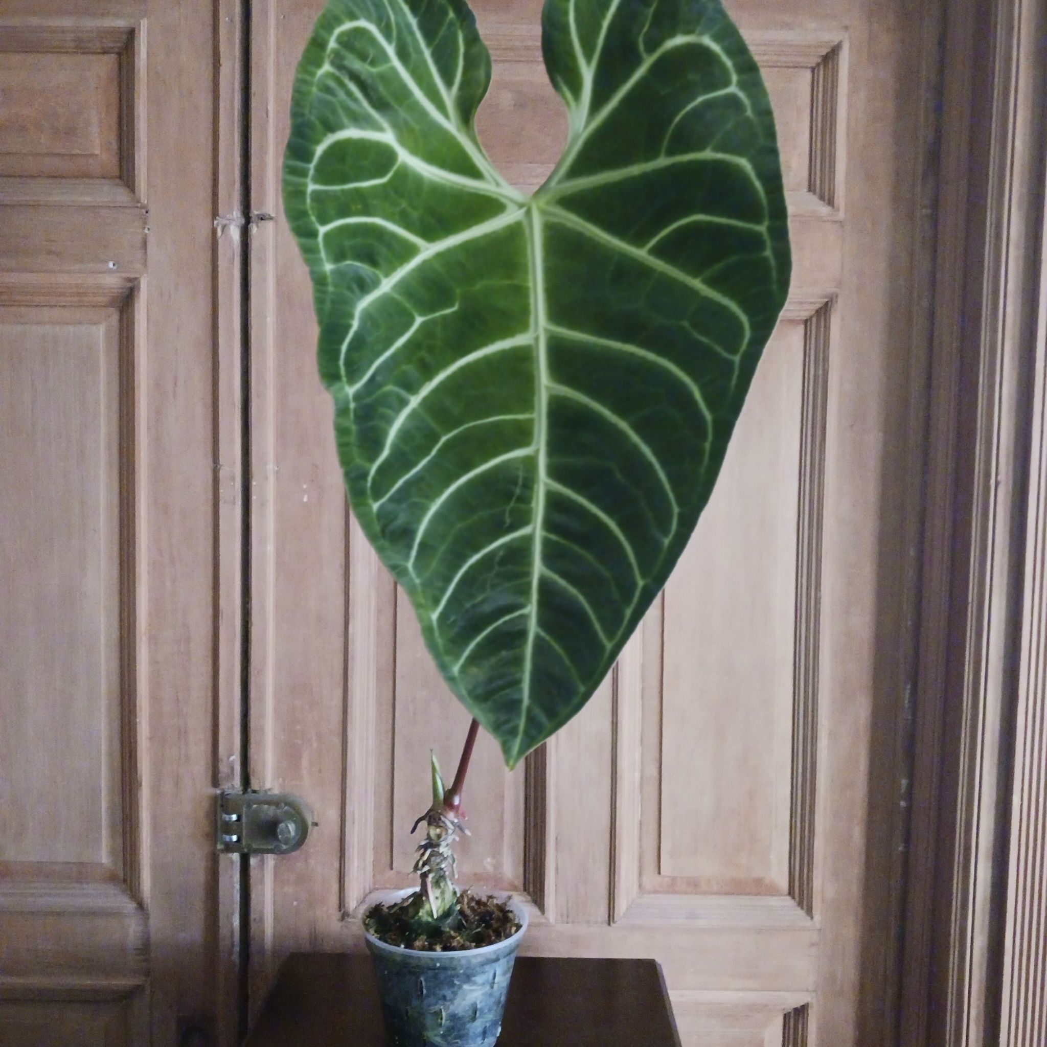 Anthurium regale