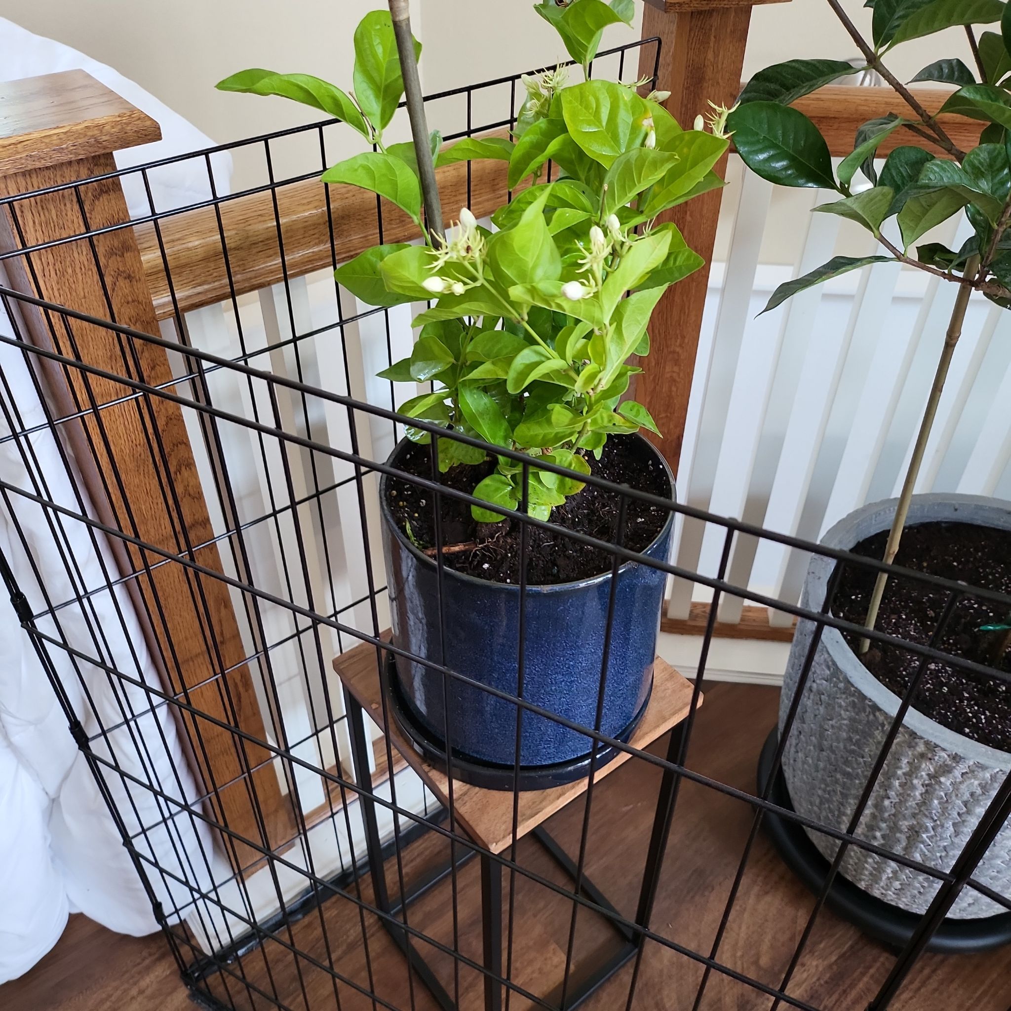 Potted Sweet Olive plant with green leaves and small white flowers, soil visible.
