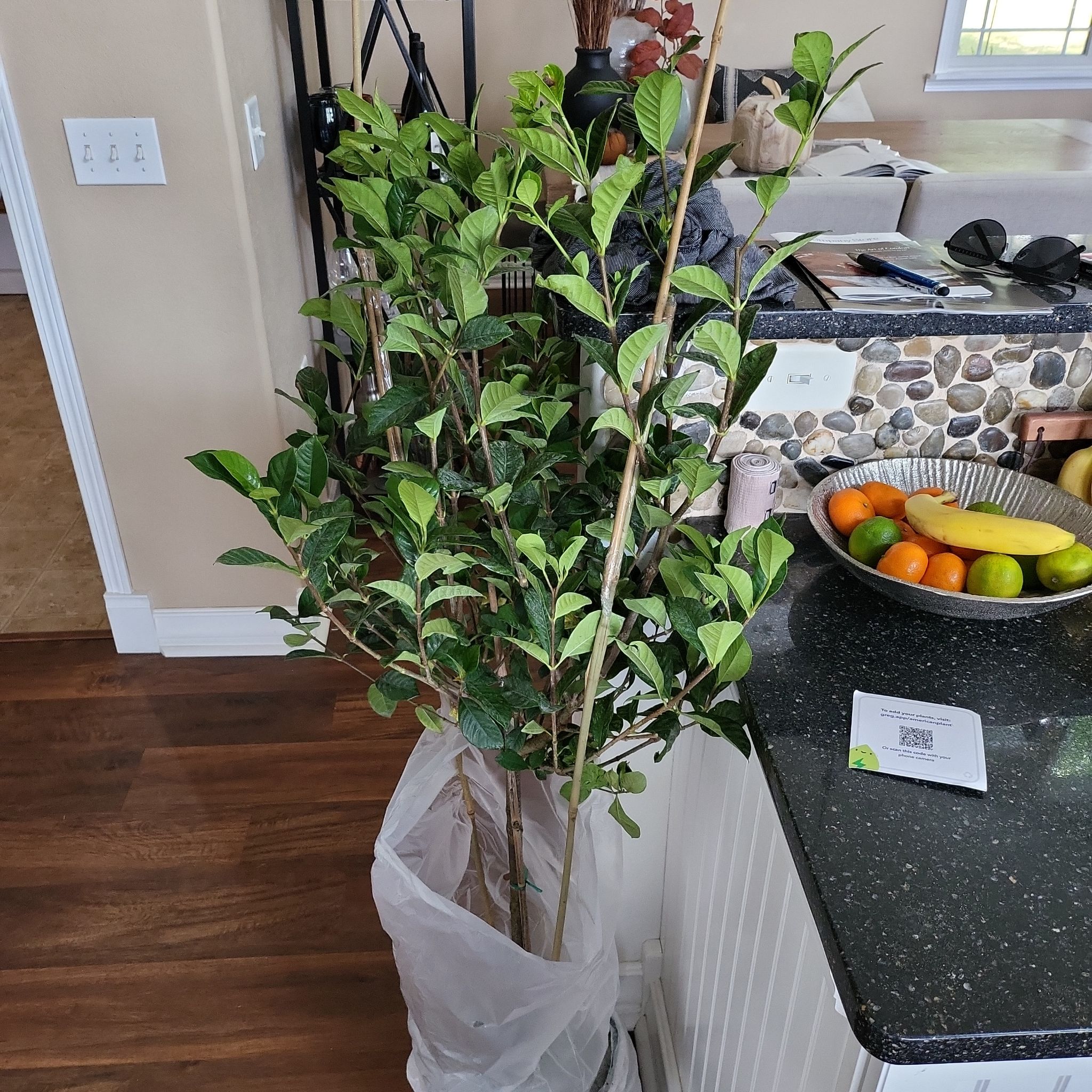 Photo of the plant species Gardenia augusta Magnifica by @TitanicCapsicum named Gary the Gardenia on Greg, the plant care app