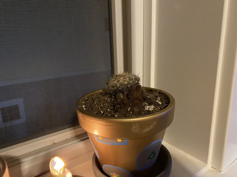 Photo of the plant species Pincushion Cactus by @leostoddart named Fry and Bender on Greg, the plant care app