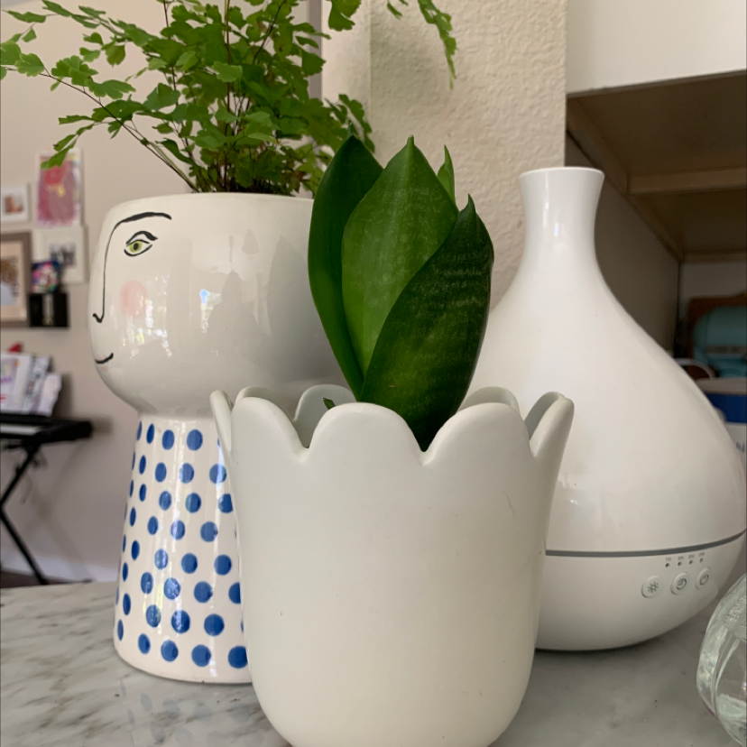 Bird's Nest Snake Plant in a white pot, appears healthy with vibrant green leaves.