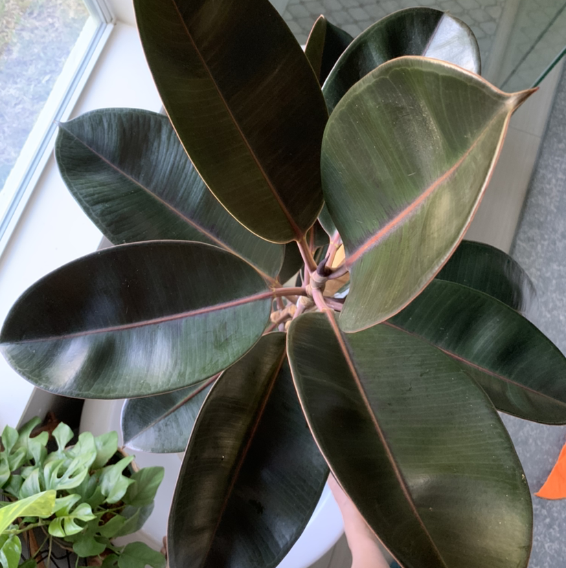 Burgundy Rubber Tree with dark, glossy leaves. Another plant is partially visible.