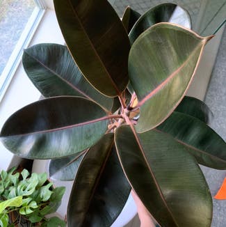 Burgundy Rubber Tree plant in Somewhere on Earth
