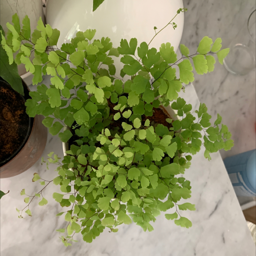 Healthy Maidenhair Fern with vibrant green leaves in a pot on a marble surface.