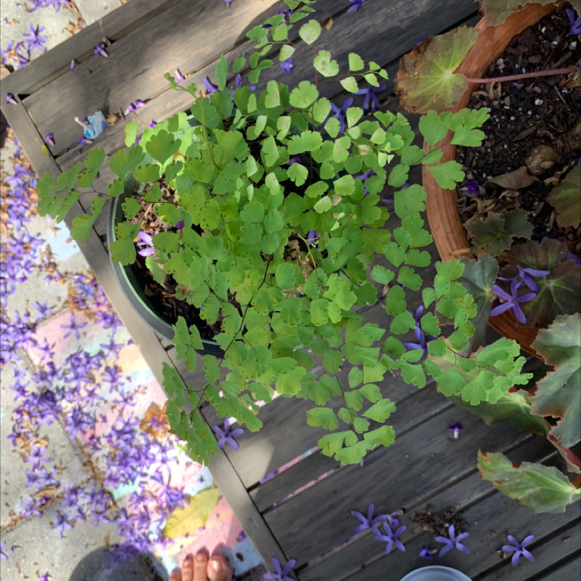 Maidenhair Fern on a wooden surface with vibrant green leaves and visible soil.