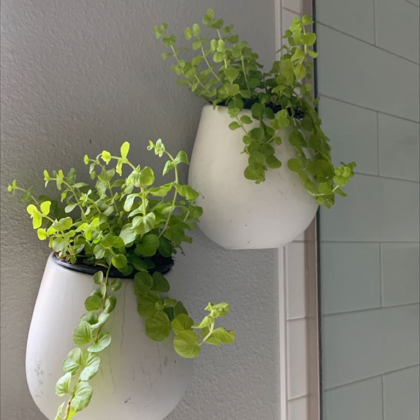 Two pots of healthy Creeping Jenny with green foliage cascading over the edges.