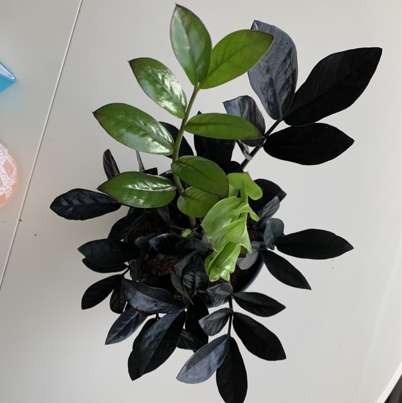Photo of the plant species Raven ZZ Plant by @stephanieb named Cleopatra on Greg, the plant care app