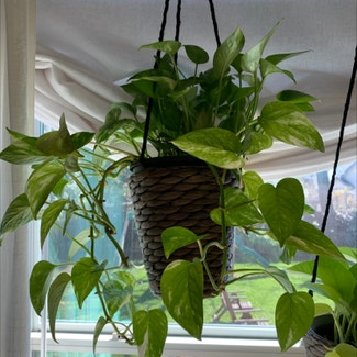 Pothos 'Jade' plant in Somewhere on Earth