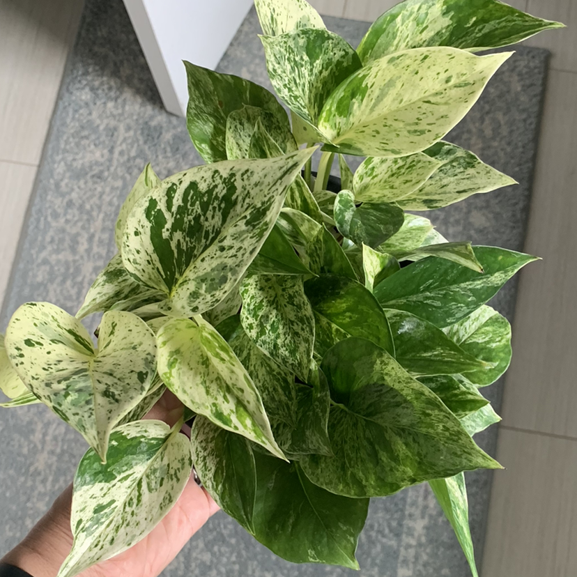 Marble Queen Pothos with variegated green and white leaves, held by a hand.