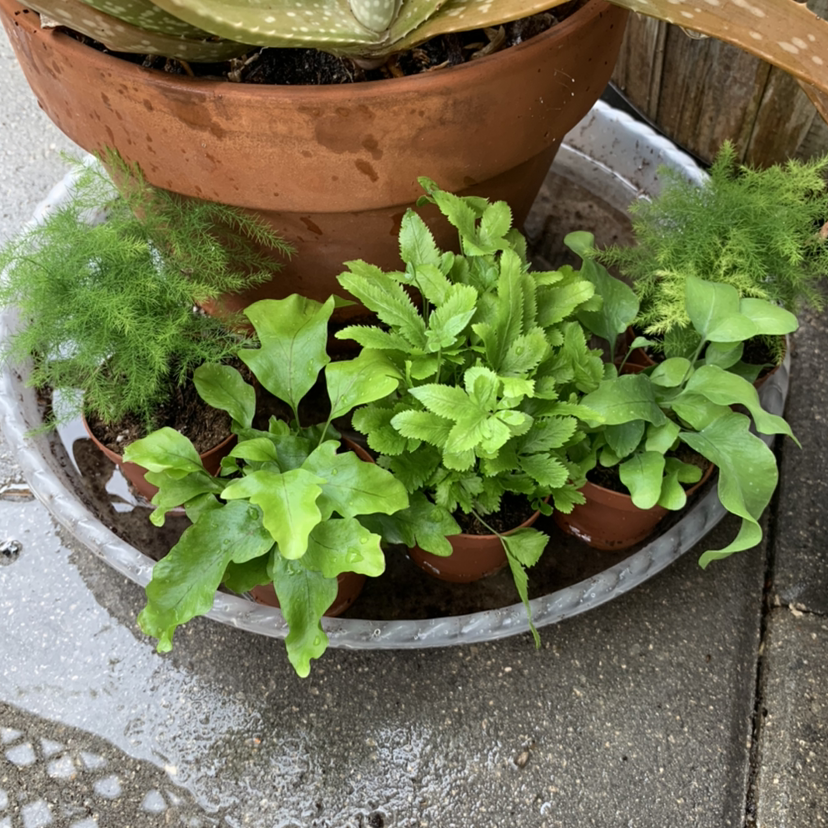 A healthy Asparagus Fern in a terracotta pot, with lush green foliage and well-draining soil.