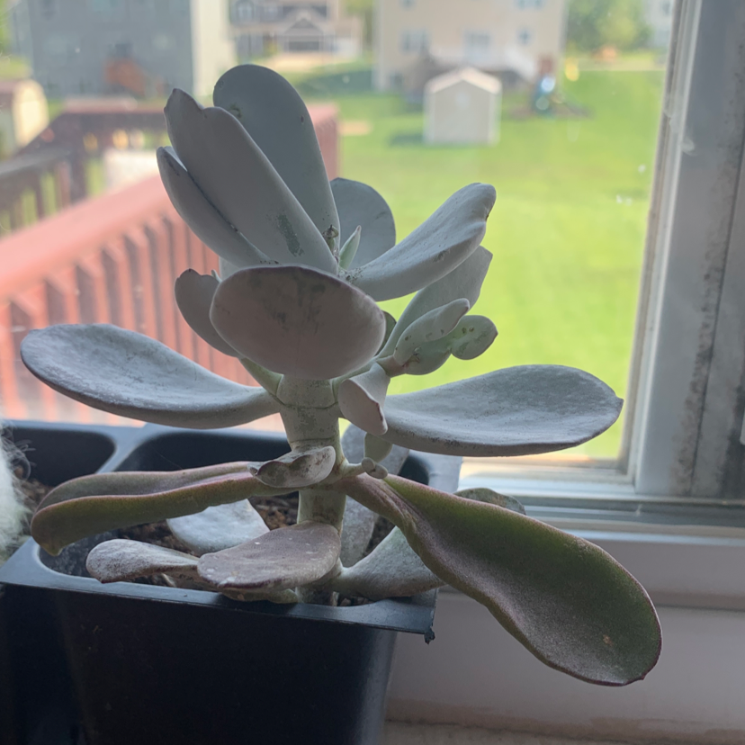 Flapjacks plant (Kalanchoe thyrsiflora) near a window in a pot with visible soil.