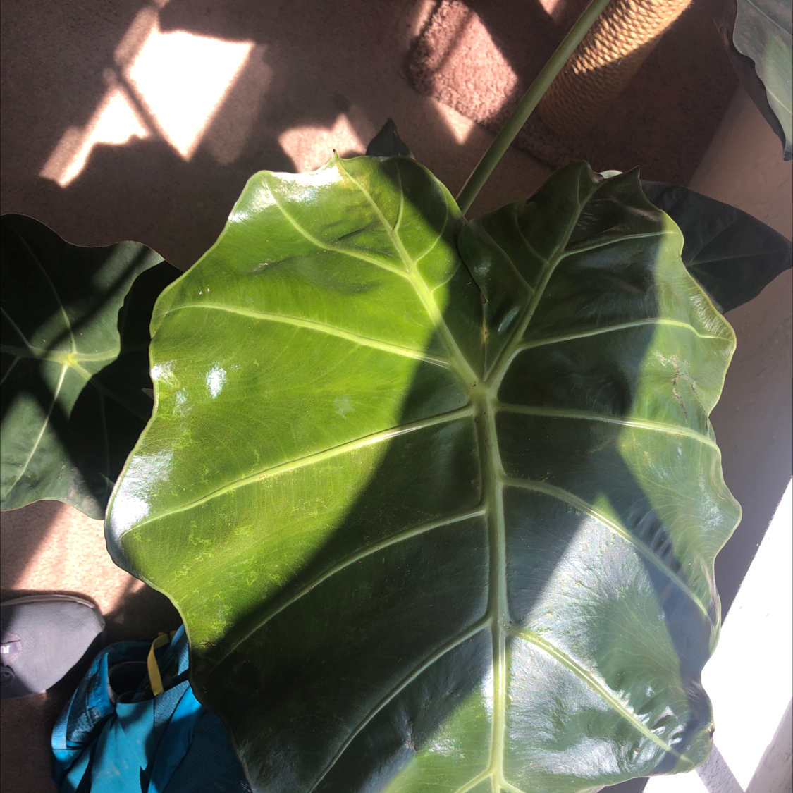 Close-up of a healthy Jewel Alocasia leaf with glossy surface and prominent veins.
