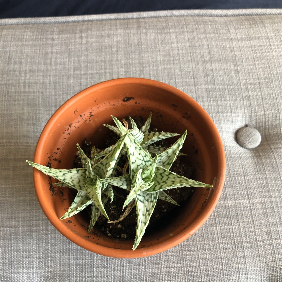 Broad-Leaved Aloe plant in a terracotta pot with visible soil, healthy and well-framed.