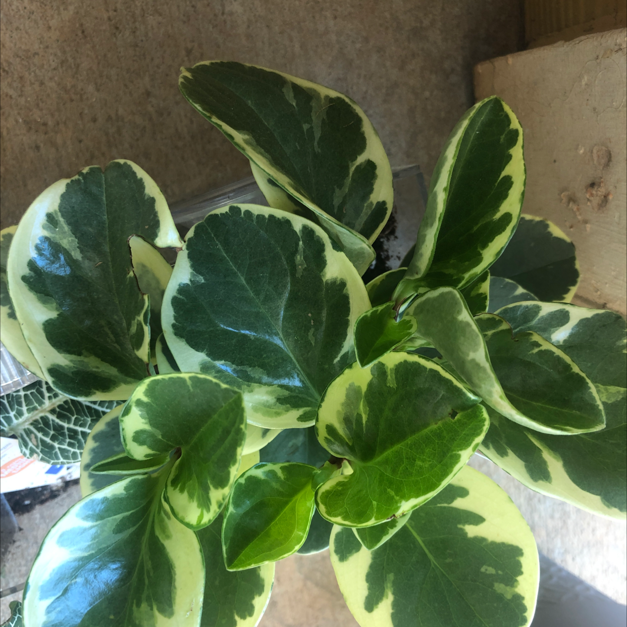 Photo of the plant species Japanese Spindle 'Gold Queen' by @hippienikkii named Drake on Greg, the plant care app