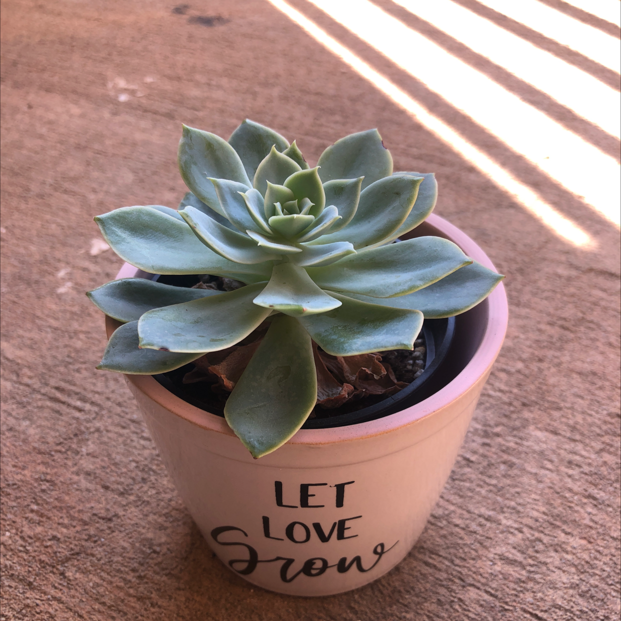 Echeveria 'Morning Beauty' succulent in a pot with 'LET LOVE Grow' text.