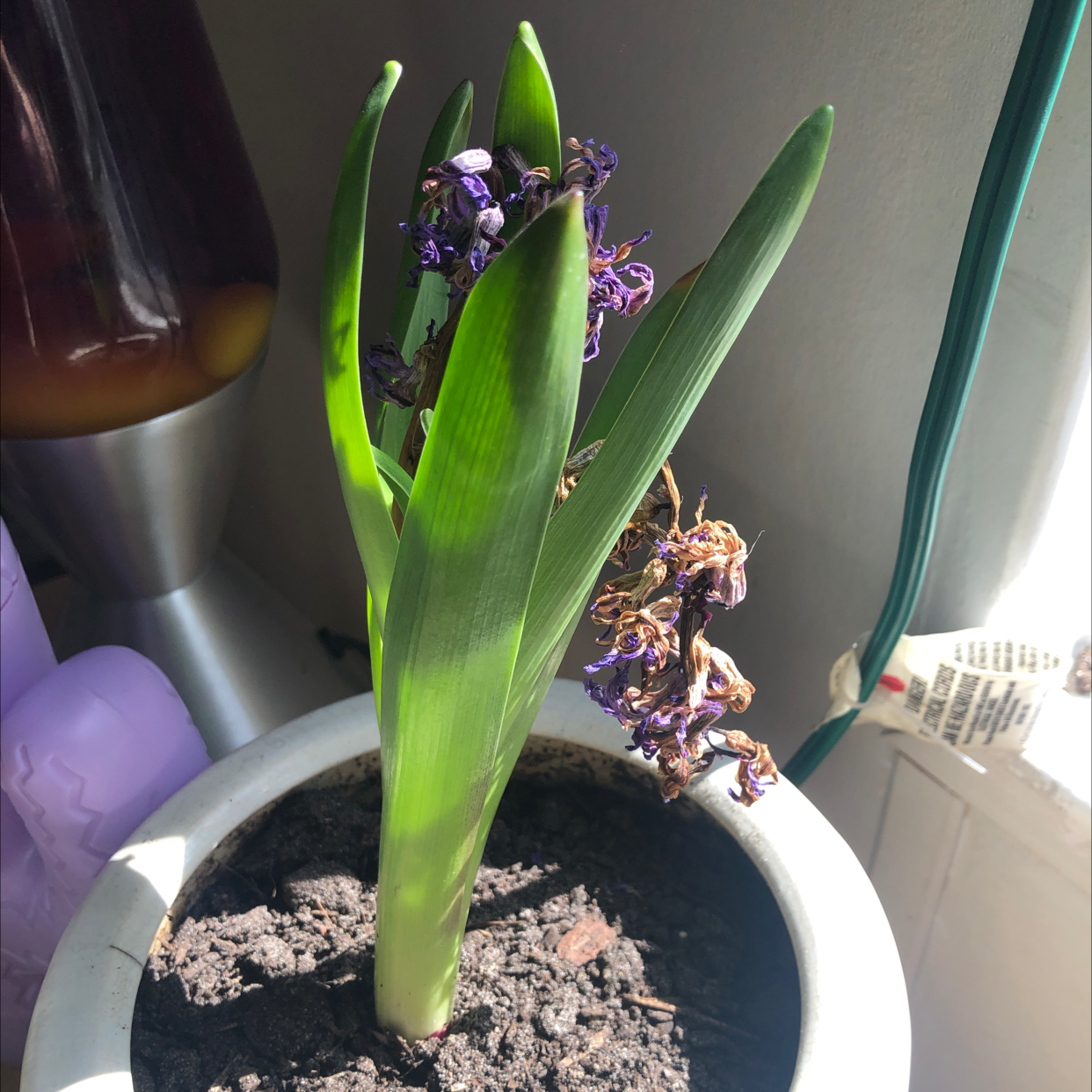 Garden Hyacinth plant in a pot with visible soil, green leaves, and wilting flowers.