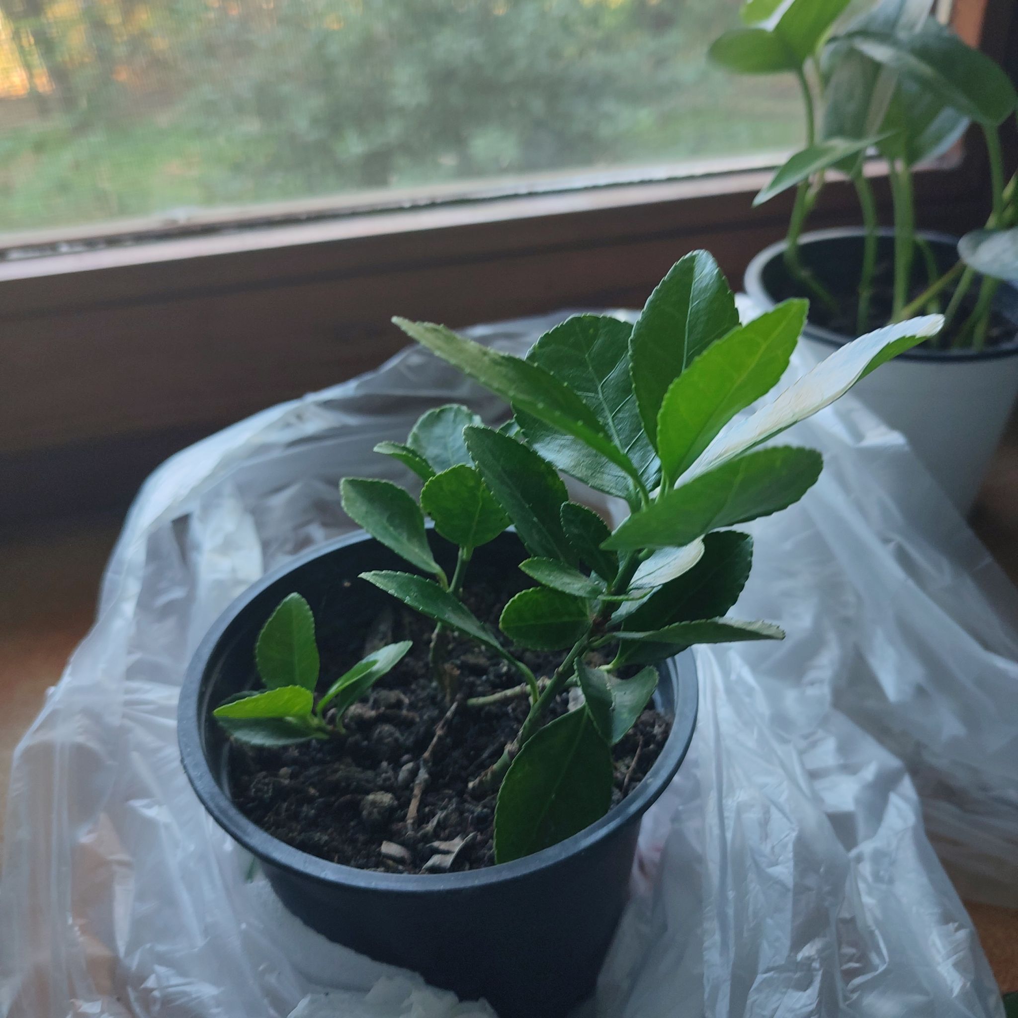 Potted Japanese Spindle plant with healthy green leaves near a window.