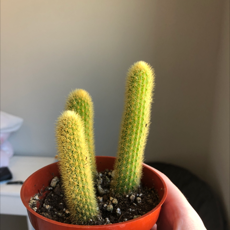 Golden Snakecactus in a small pot, healthy with visible soil and no signs of disease.