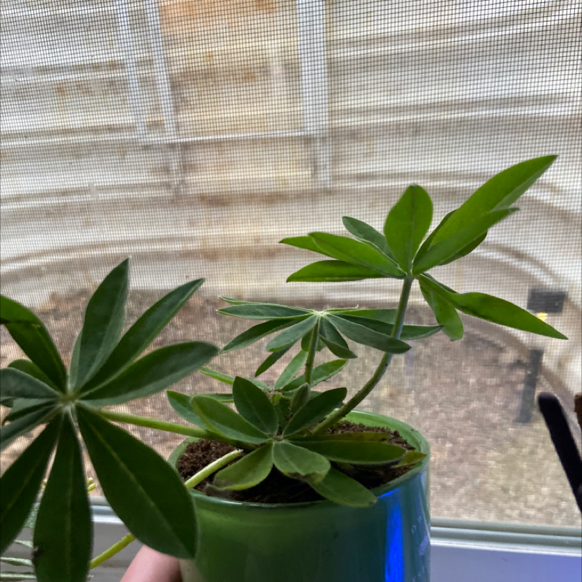 Big-Leaved Lupine plant in a green pot with vibrant green leaves, soil visible.