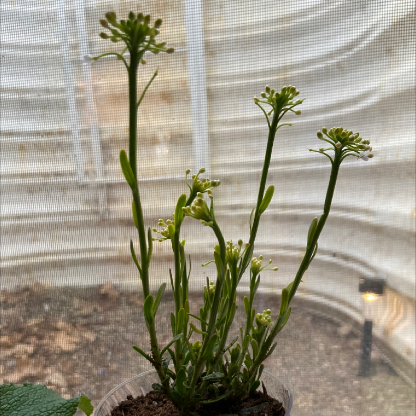 Snowrose plant with multiple stems and small clusters of flowers, indoors near a window.