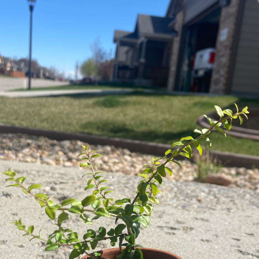 Photo of the plant species Box honeysuckle by @Marleefreeburg named kurt c on Greg, the plant care app