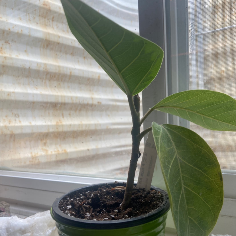 Potted Council Tree plant near a window with green leaves and visible soil.