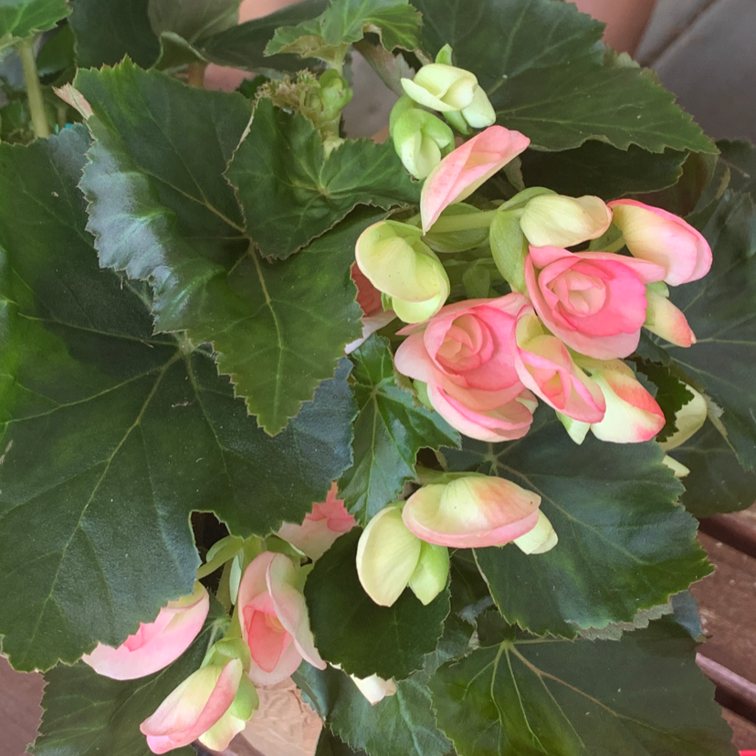 Tuberous Begonia with green leaves and pink flowers, appearing healthy.