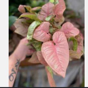 Pink Syngonium plant in Charleston, South Carolina