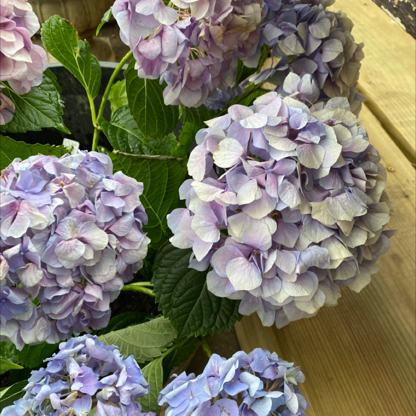 Why Are My French Hydrangea Leaves Curling?