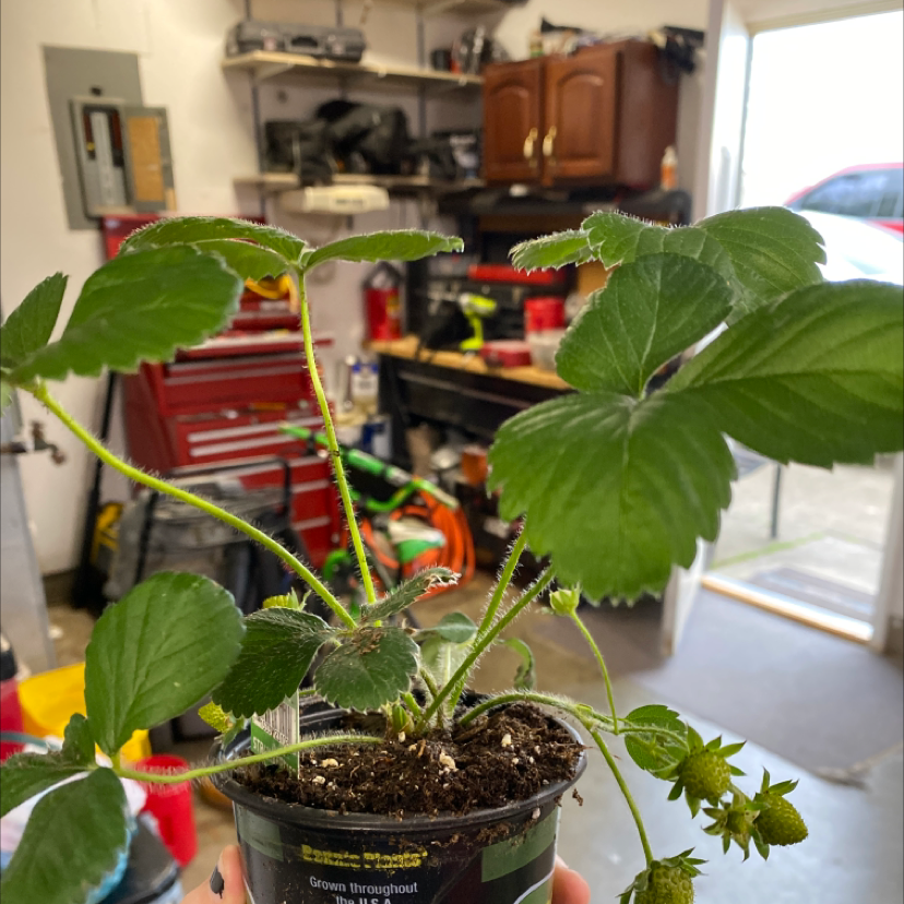 Potted California Strawberry plant with green leaves and developing fruit in a workshop setting.