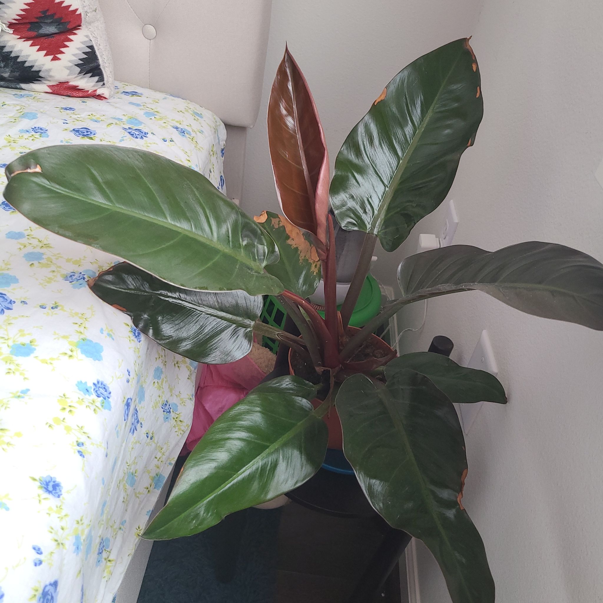 Photo of the plant species Blushing Philodendron by @PiousNinebark named Pholodendron on Greg, the plant care app