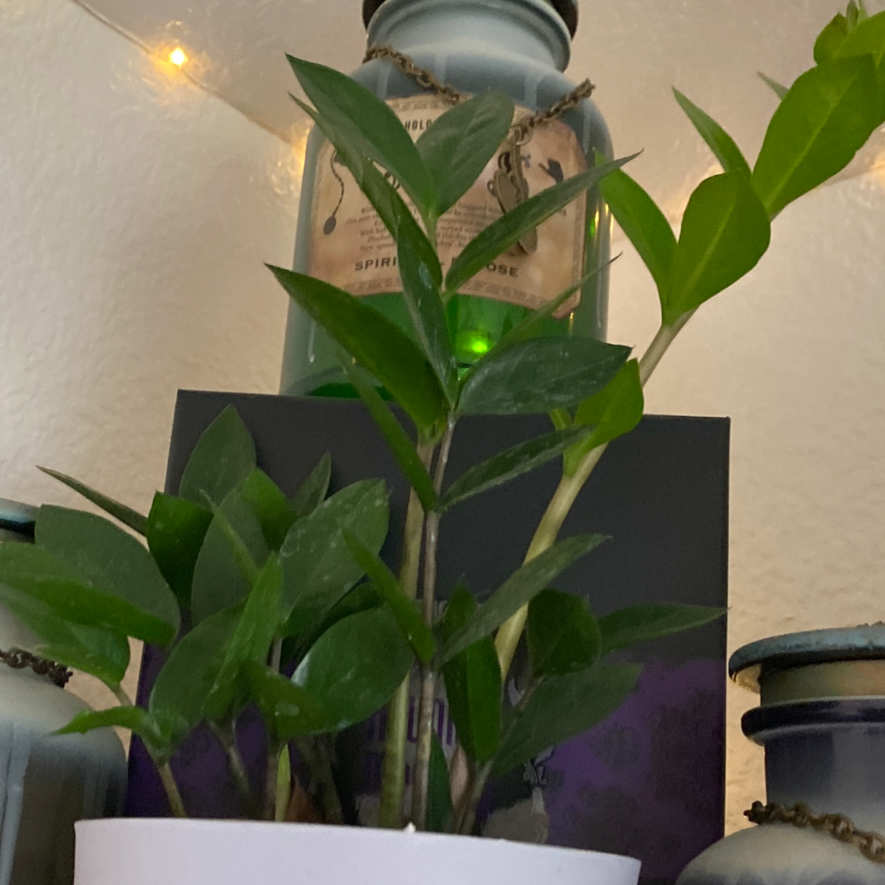 Zamioculcas Zamiifolia plant photo by @KatieGarcia named Zz plant on Greg, the plant care app.