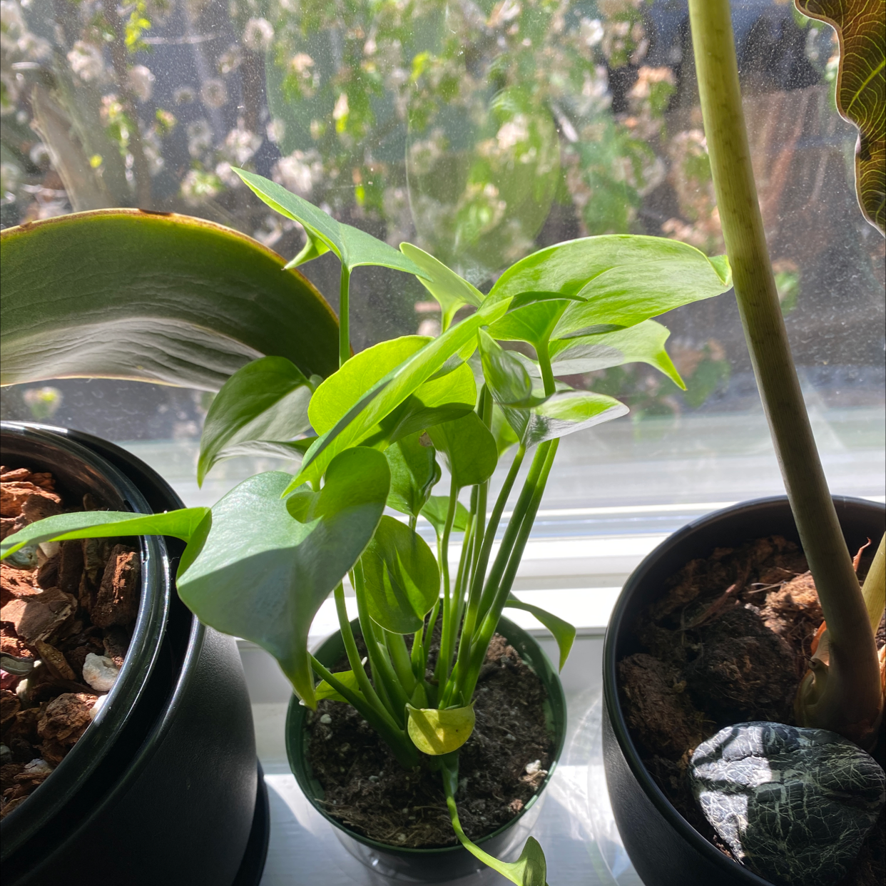 Split Leaf Philodendron plant on a windowsill with vibrant green leaves and visible soil.