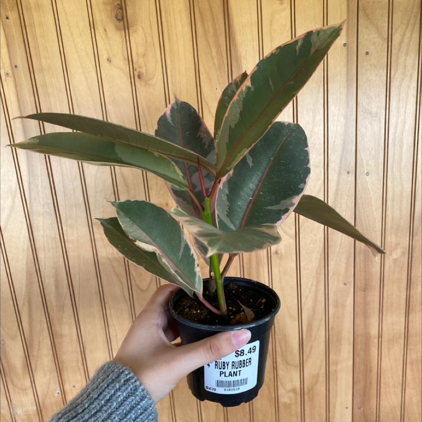 Healthy Rubber Plant with glossy green leaves held in front of a wooden background.