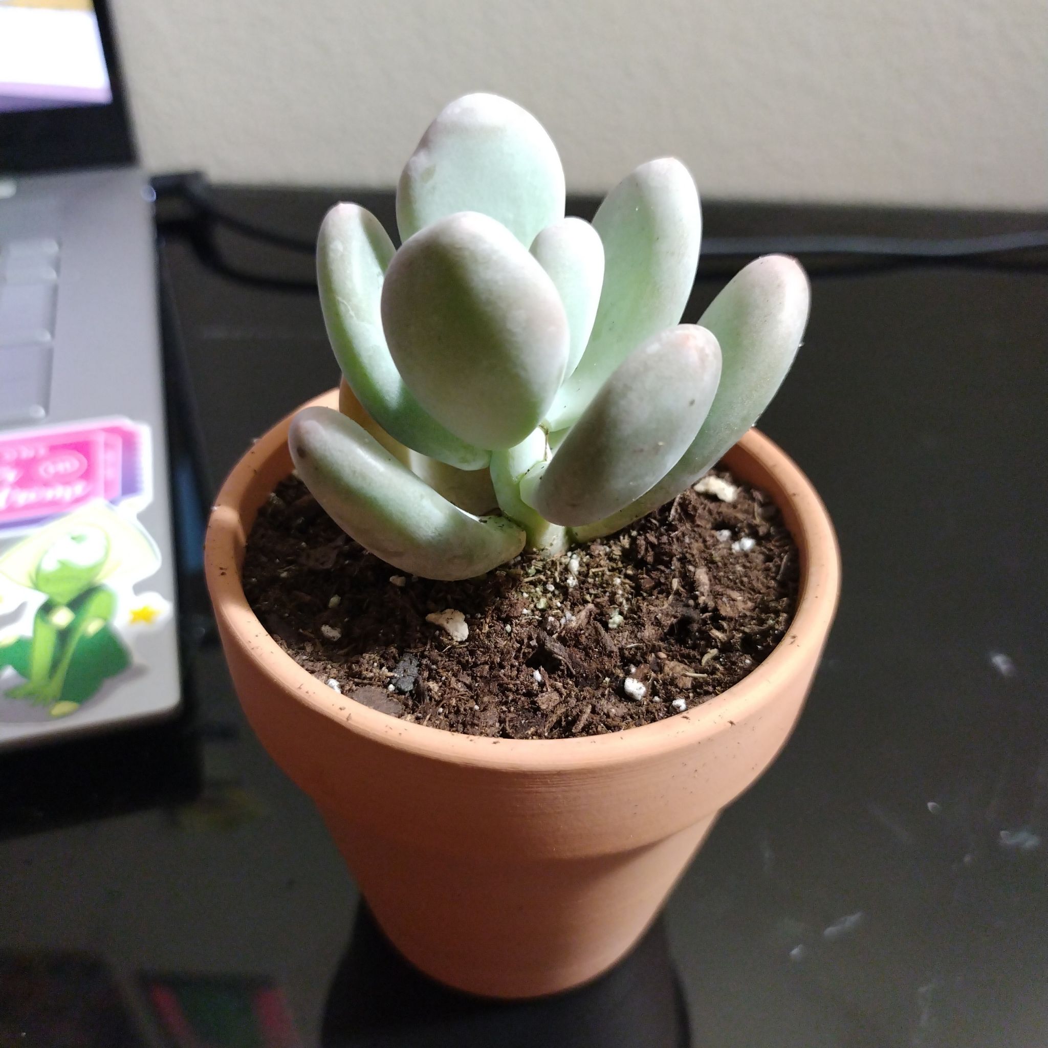 Potted Lavender Pebbles succulent with thick, rounded leaves in a terracotta pot.