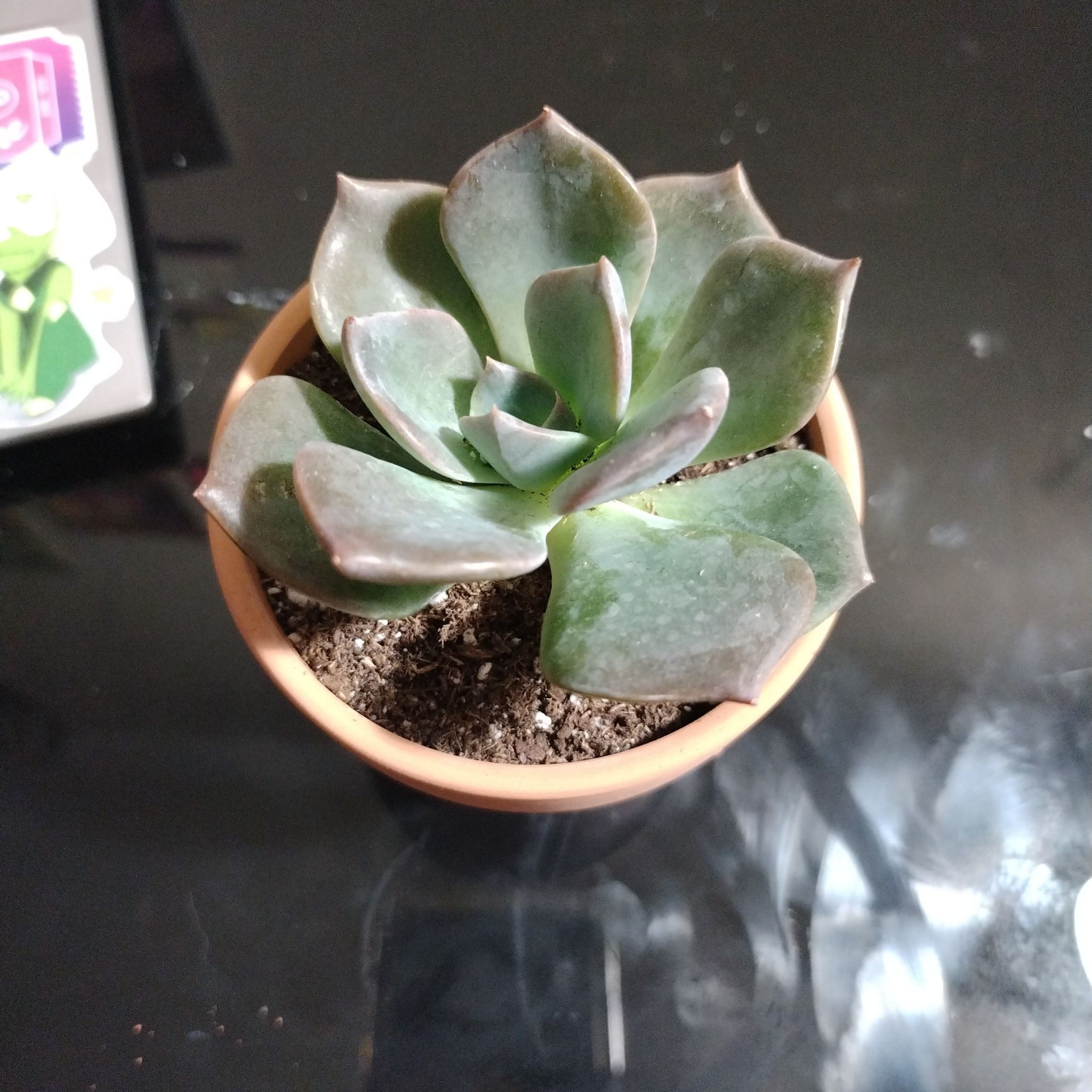 Potted Echeveria 'Blue Prince' succulent plant on a reflective surface.