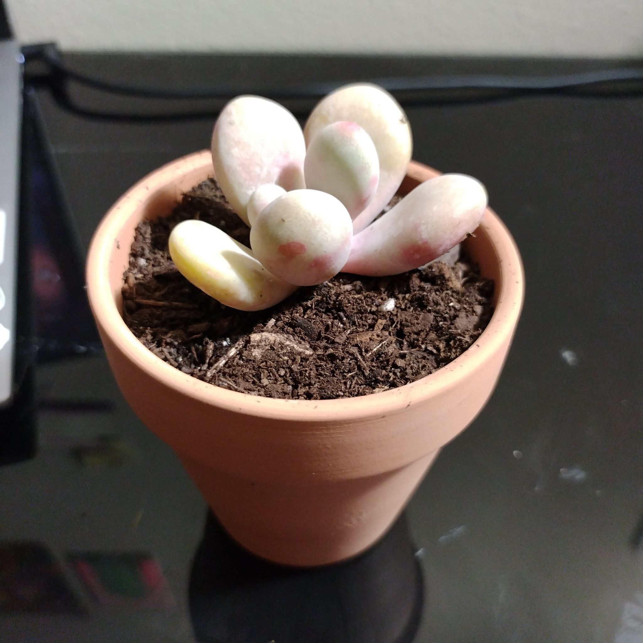 Pink Moonstones succulent in a terracotta pot with slight yellowing on one leaf.