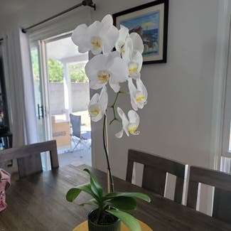 Phalaenopsis Orchid plant in Los Angeles, California