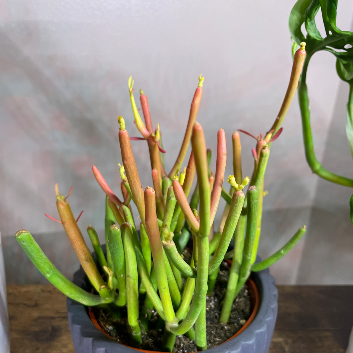 Photo of the plant species Pencil Cactus by @Jreakz named Firestick on Greg, the plant care app