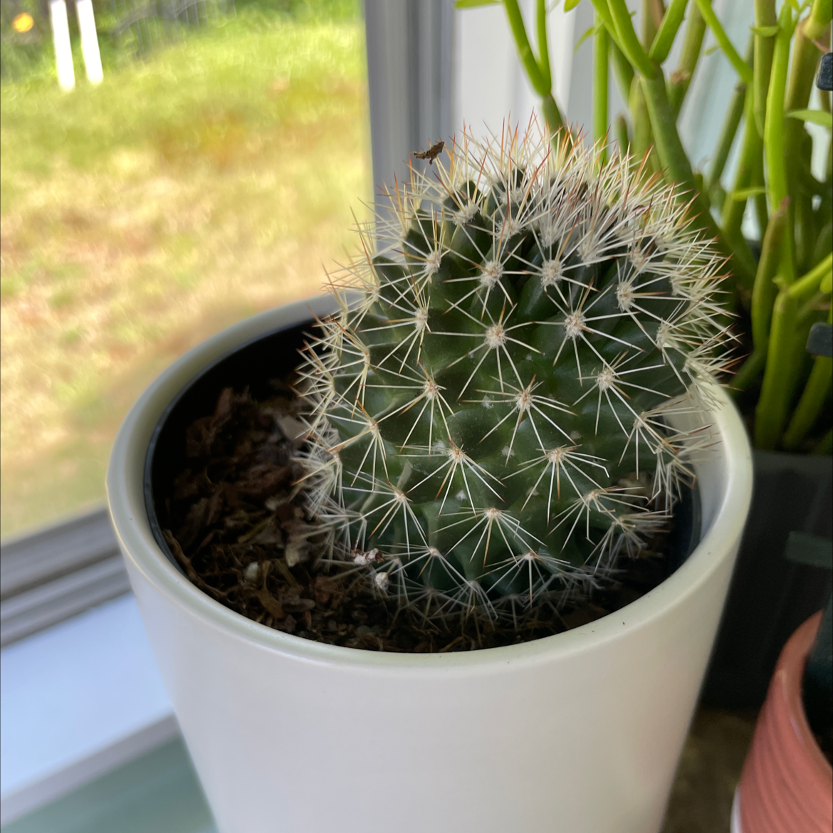A healthy Pineapple Cactus in a white pot with another plant in the background.