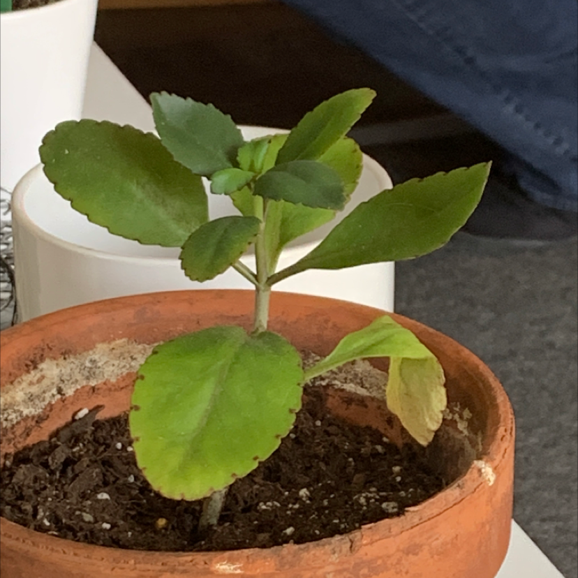 A healthy Cathedral Bells plant with vibrant green leaves growing in a terracotta pot, well-framed and in focus.