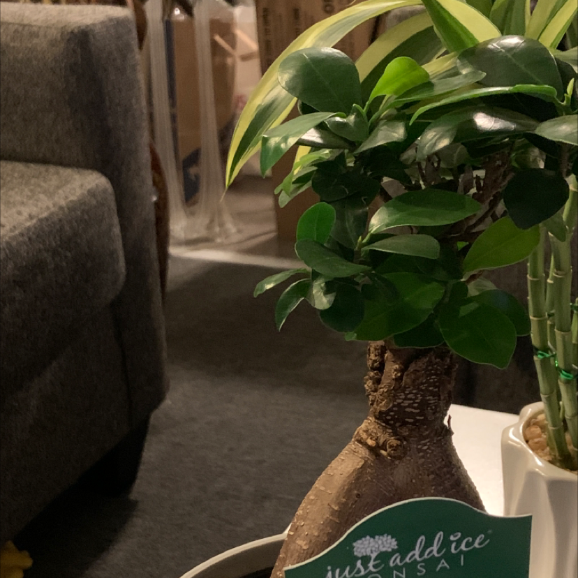 A healthy, lush Ficus ginseng bonsai tree in a round brown pot, with a chalkboard sign that reads 'Just addict'.