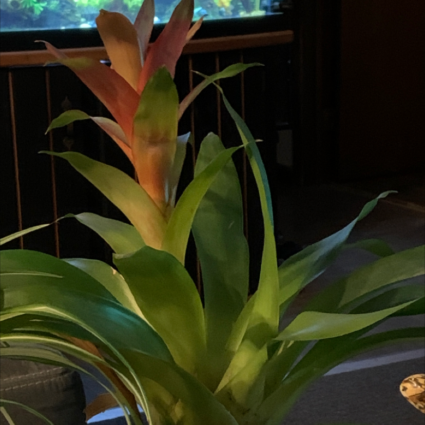 Healthy Droophead Tufted Airplant with long arching green and red leaves, no signs of disease, in a home environment.